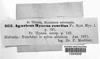 Mycena rosella image